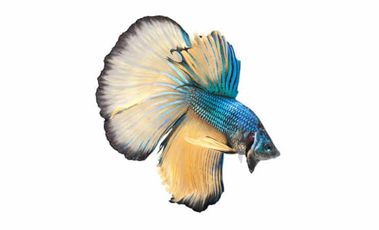 Demi-lune Betta