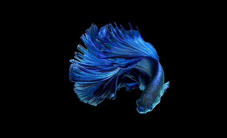 Poisson Betta bleu