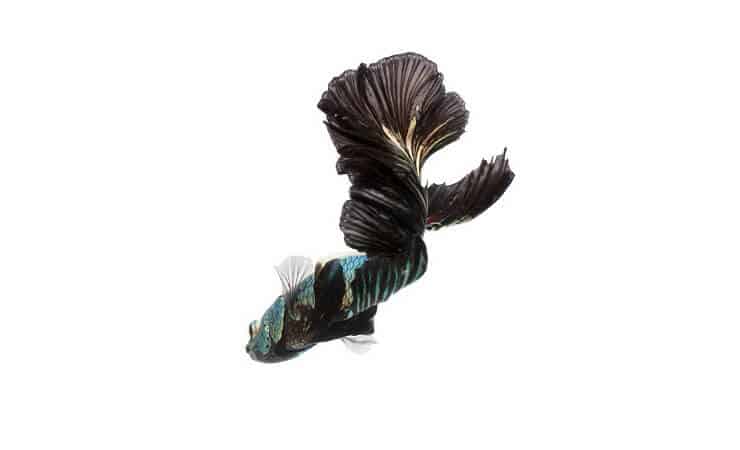 Orchidée noire Betta