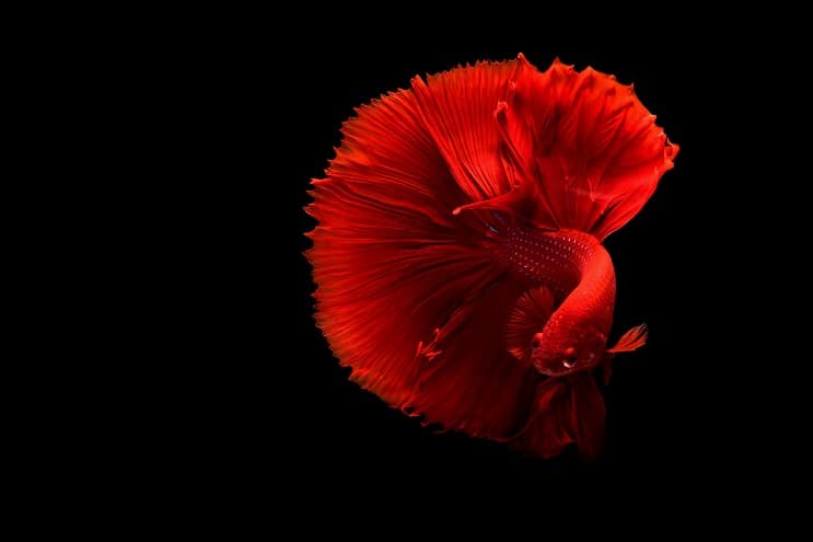 Poisson betta rouge