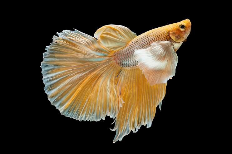 Betta jaune