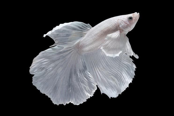 Betta blanche
