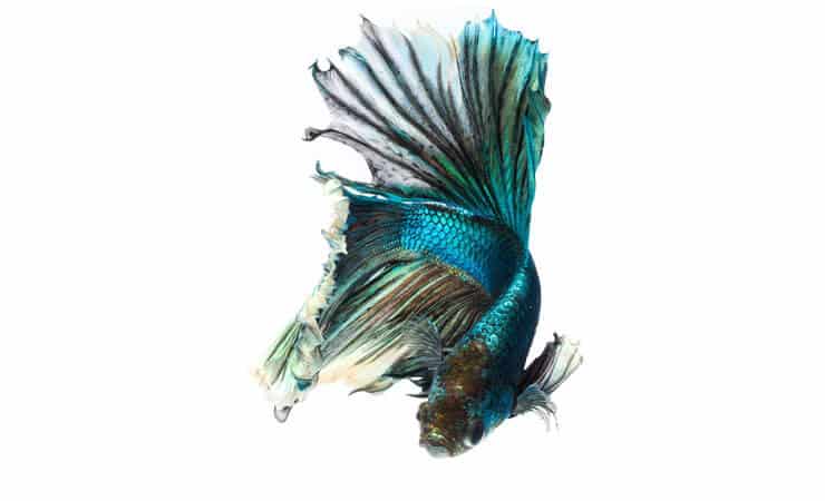 Poisson Betta vert