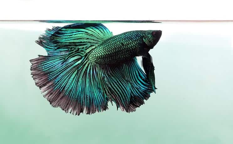 Betta en écailles de dragon