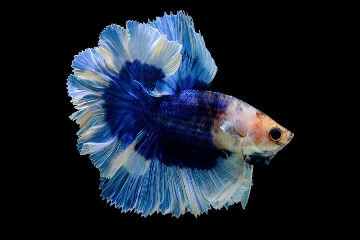 Papillon Betta