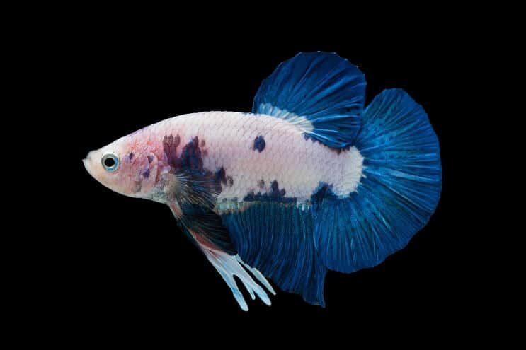 Marbre Betta