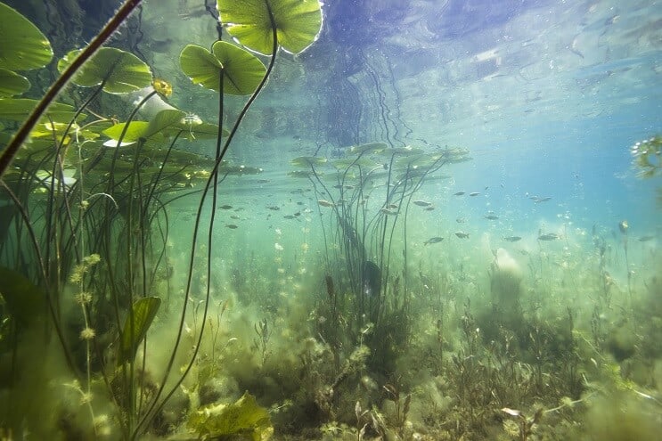 Habitat naturel de Yoyo Loach