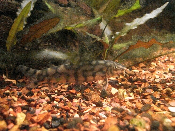 Yoyo Loach manger
