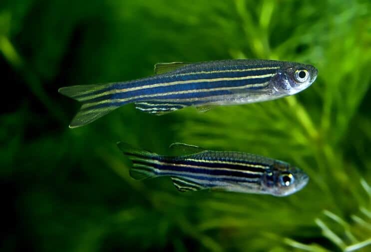 Zebra Danios Natation