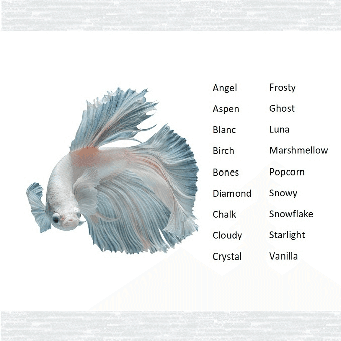Noms de poissons blancs