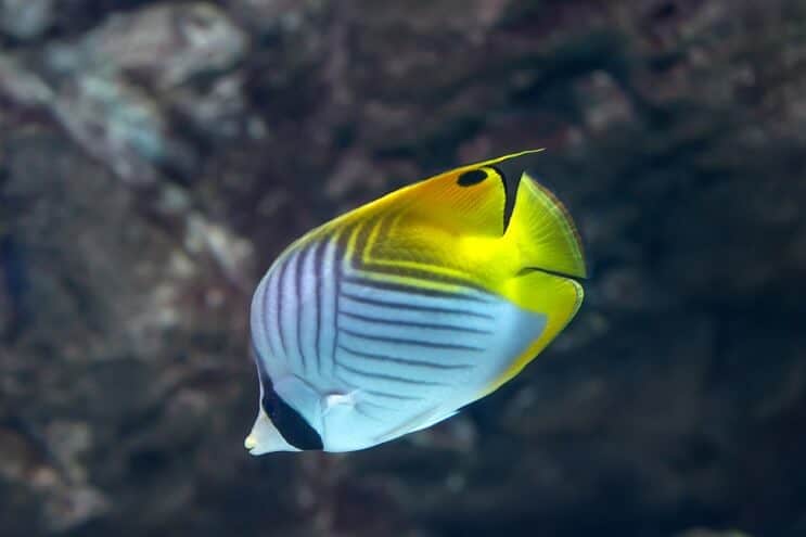 Poisson-papillon Threadfin