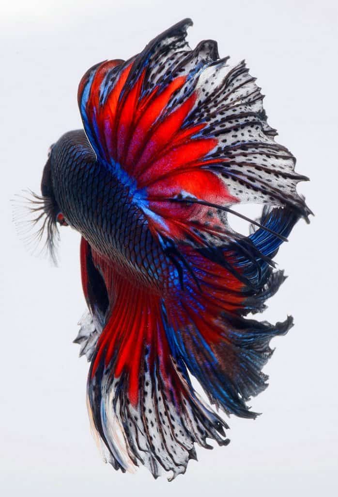 Poisson Betta