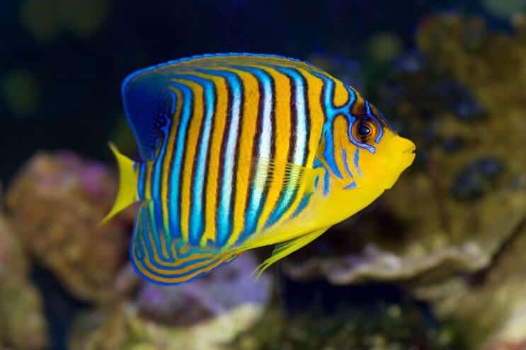 Poisson-ange royal