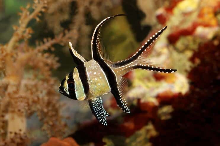 Poisson cardinal de Banggai