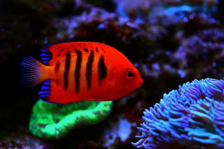 Poisson-ange flamme