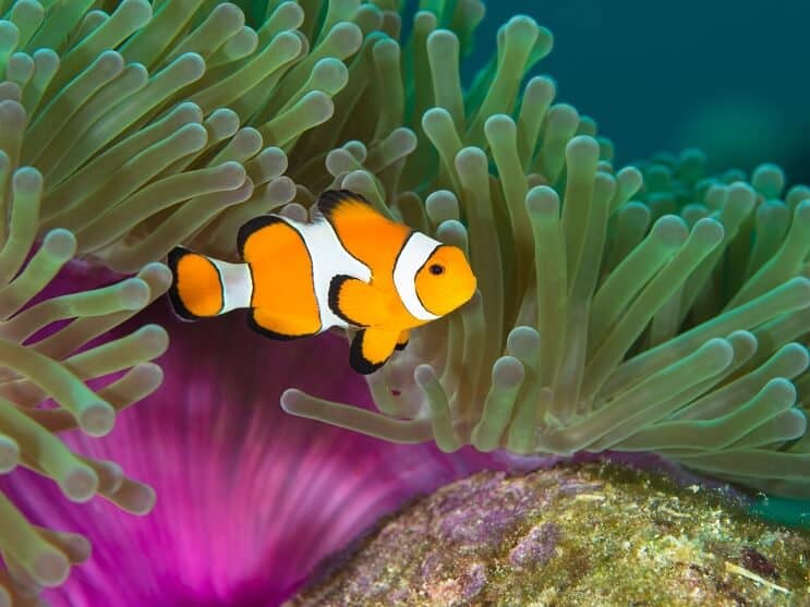 Poisson clown
