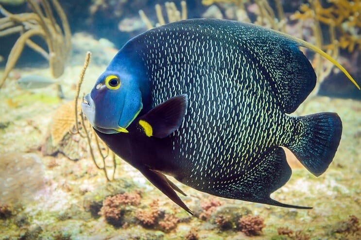 Angelfish français