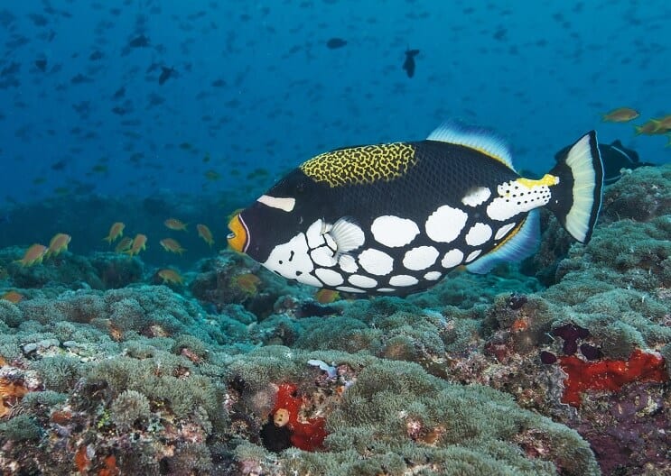 Poisson-gâchette clown