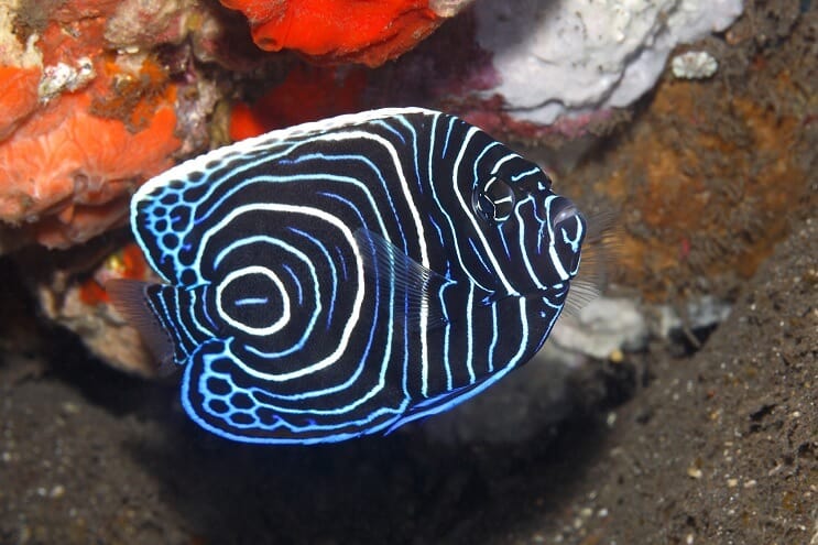 Poisson-ange empereur juvénile