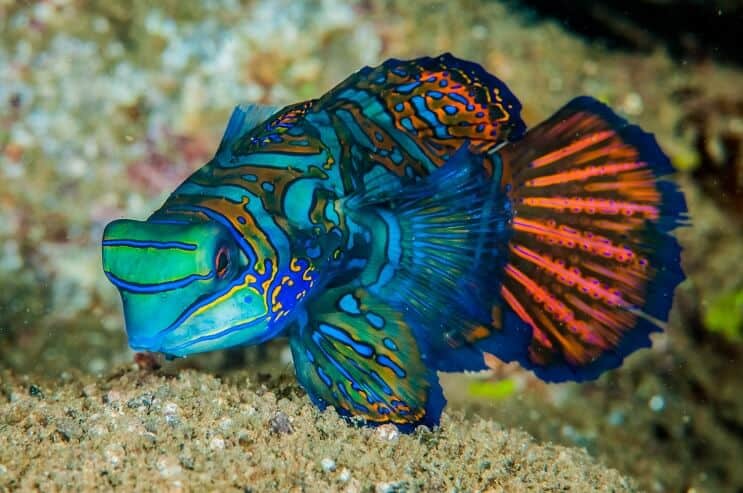 Poisson mandarin