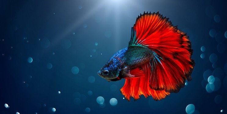 Poisson Betta