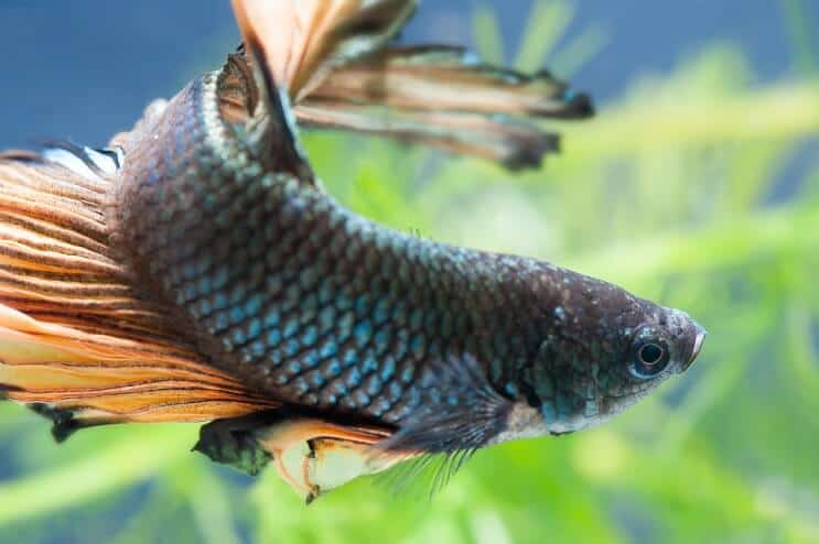 Poisson Betta femelle