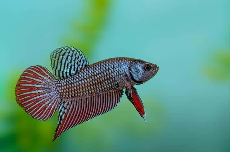 Poisson Betta