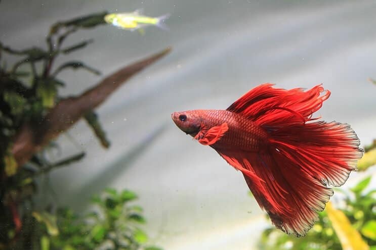 Poisson Betta nage
