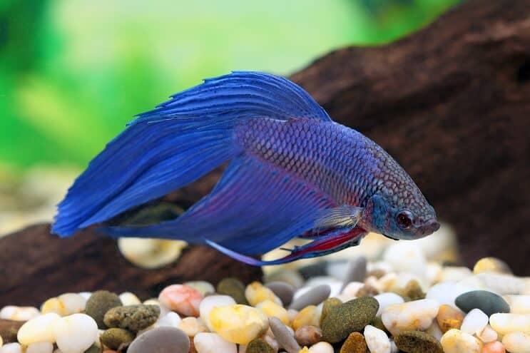 Betta bleu