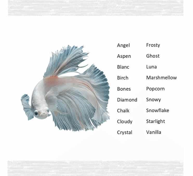 Noms de poissons Betta