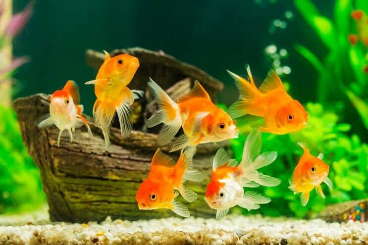 Poisson