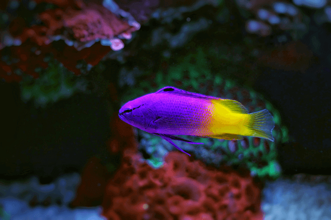 Royal Gramma Femelle