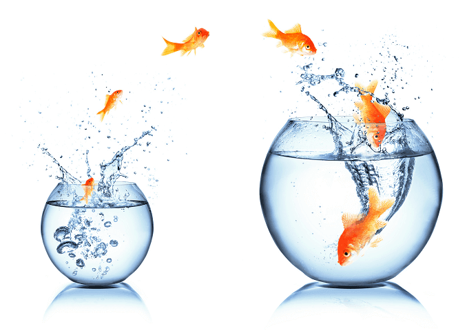 Déplacement du poisson du petit au grand réservoir