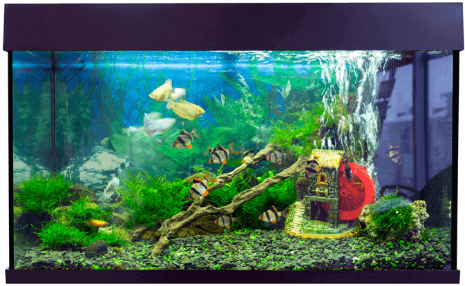 Poisson et réservoir