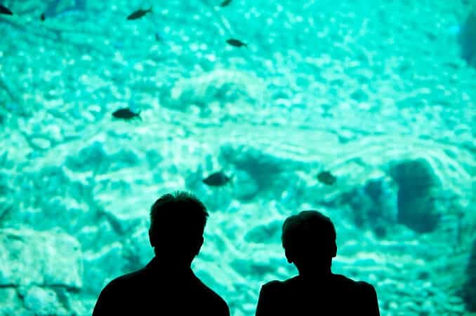 Regarder les poissons