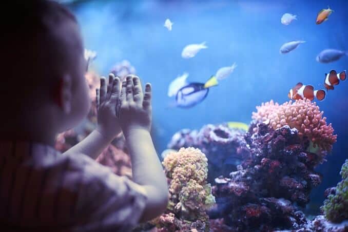 Petit garçon dans l'aquarium