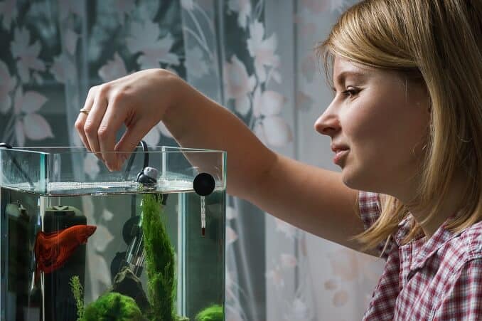 Entretien de l'aquarium