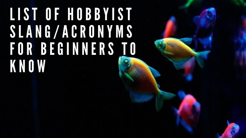liste des slang_acronymes amateurs à connaître pour les débutants