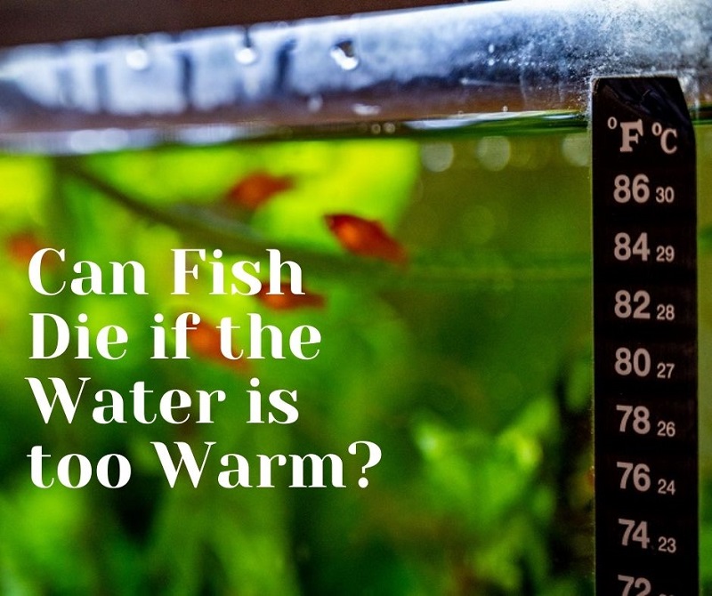 les poissons peuvent mourir si l'eau est trop chaude