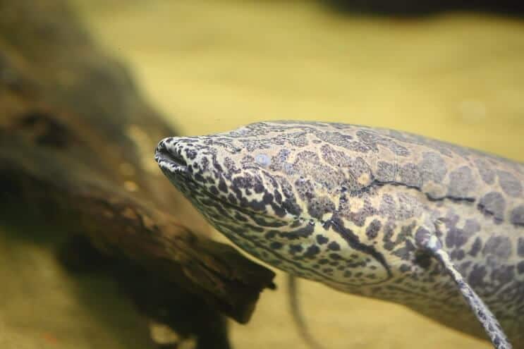 Poisson-poumon africain