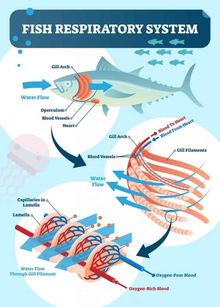 Système respiratoire des poissons