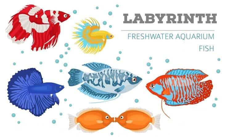 Poisson labyrinthe