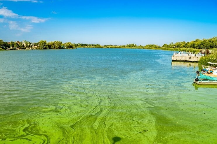 Floraison d'algues dans la rivière