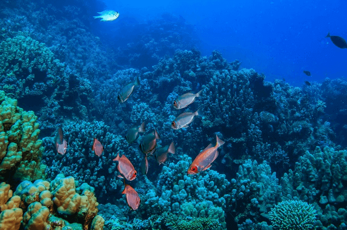 corail