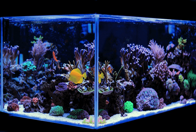 Aquarium un