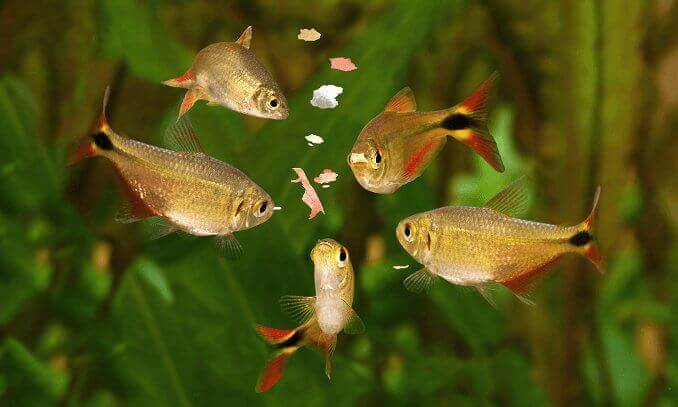 Nourrir les poissons