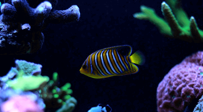 Poisson unique