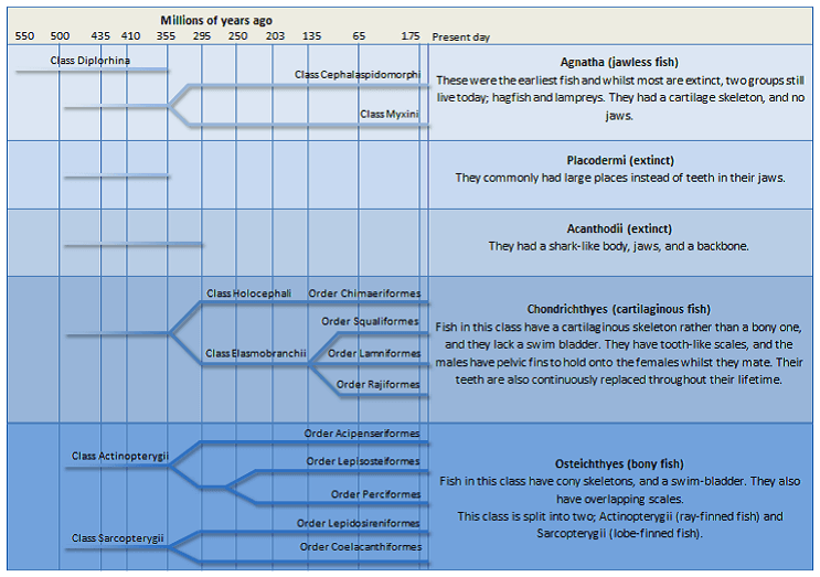 Table d'évolution