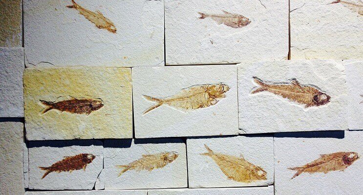 Fossiles de poisson