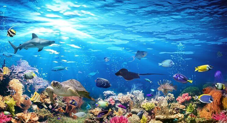 Variété de Sealife
